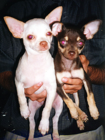Yoshi & Dita, my dogs